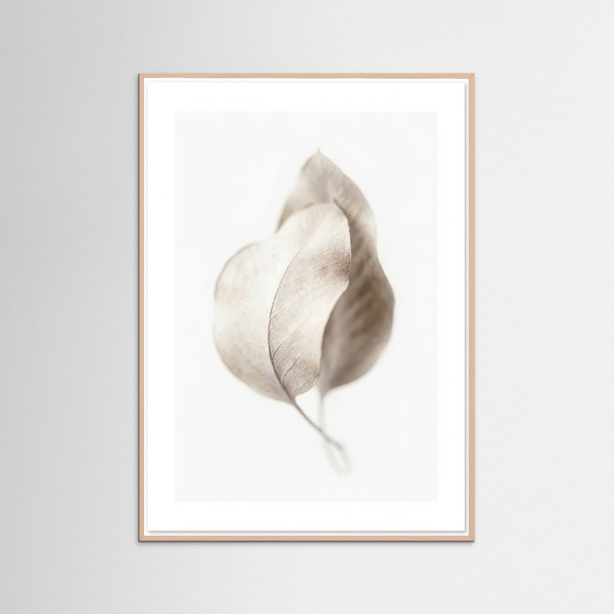 Rose Wood Whispering Plumes