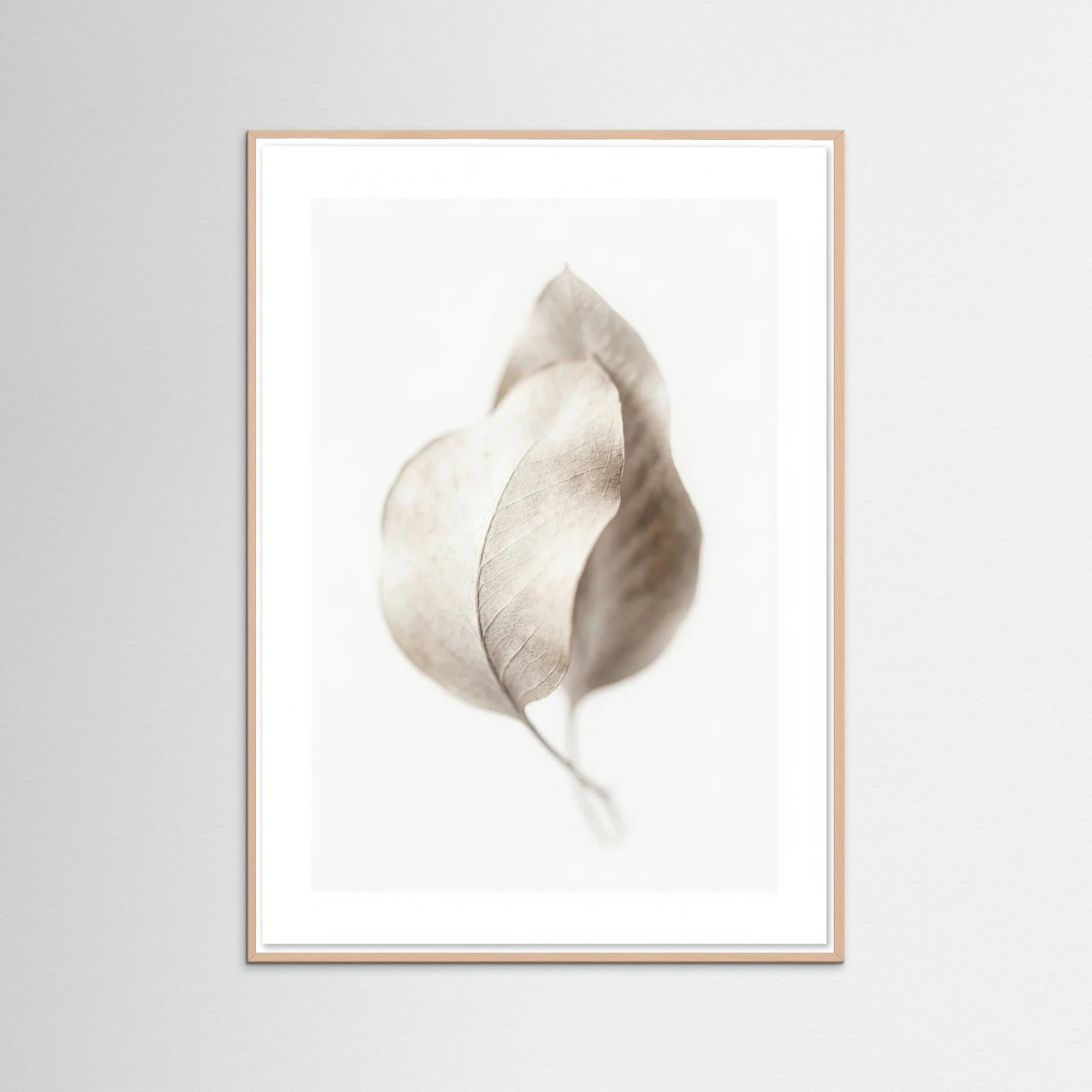 Rose Wood Whispering Plumes