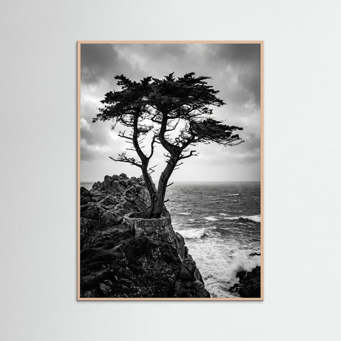 Rose Wood Windblown Grace