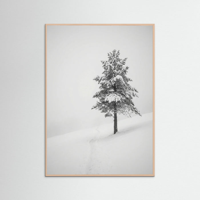 Rose Wood Winter Ascent