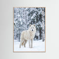 Rose Wood Winter Majesty