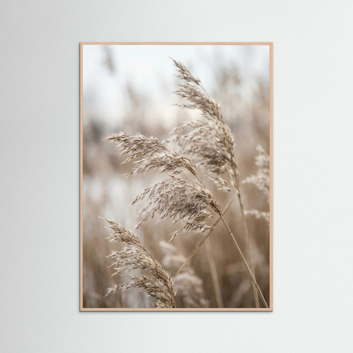 Rose Wood Winter Whisper