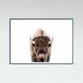 Bison Poster – plakat og kunsttryk