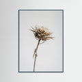 Teal Wood Dried Umbel Study