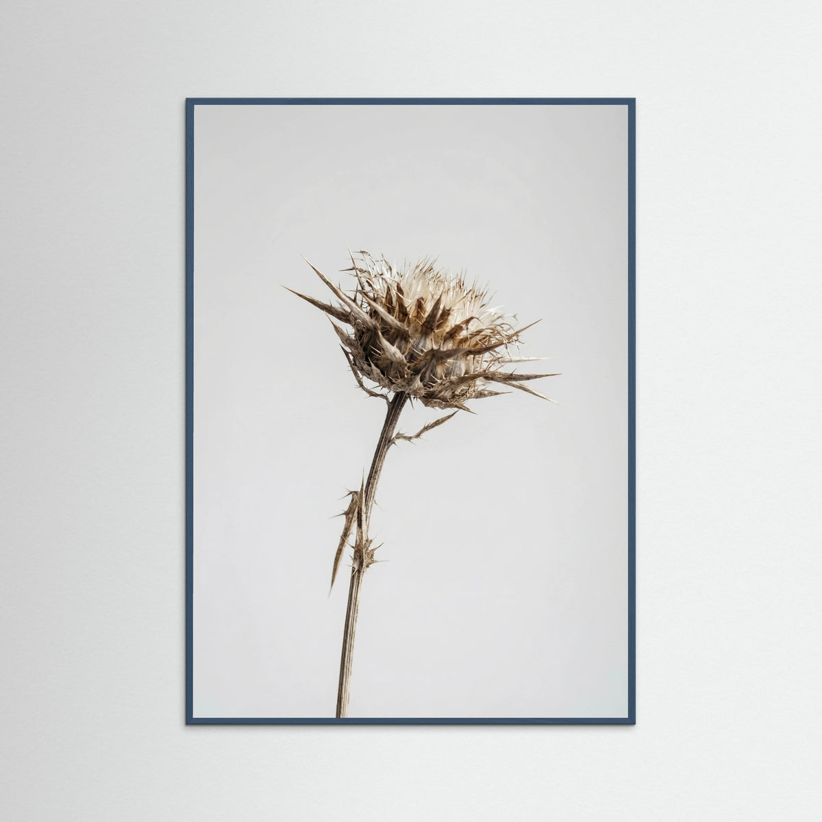 Teal Wood Dried Umbel Study