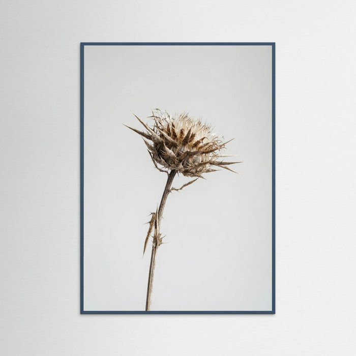 Teal Wood Dried Umbel Study