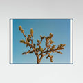 Joshua Tree Moon III Poster – plakat og kunsttryk