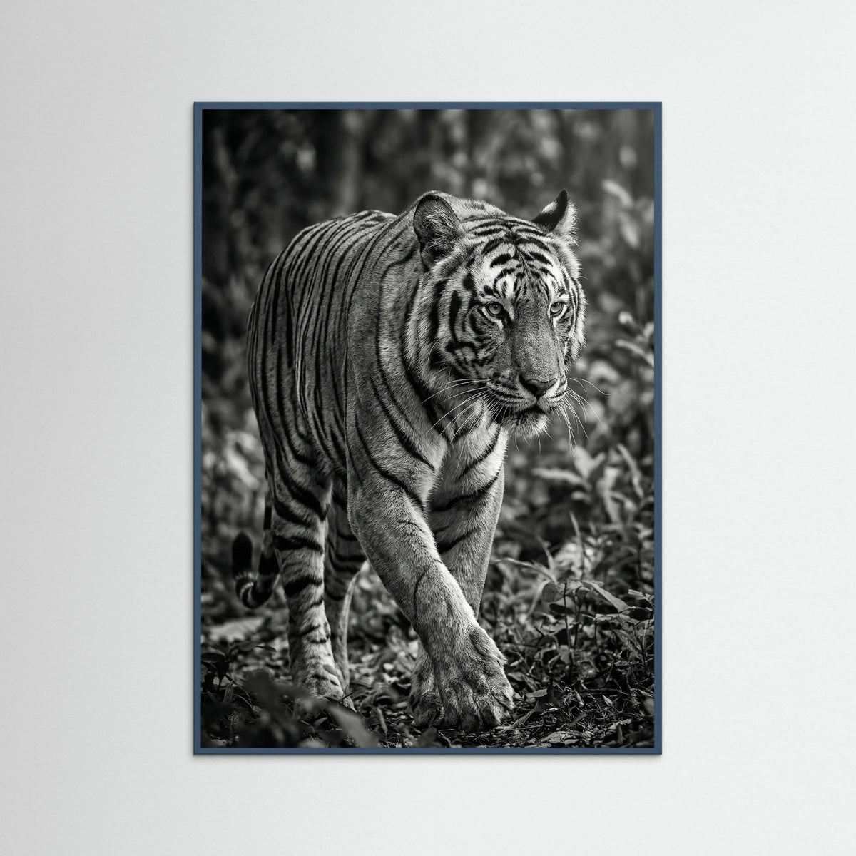 Teal Wood Regal Gaze