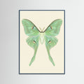 Teal Wood Silk Moth Specimen