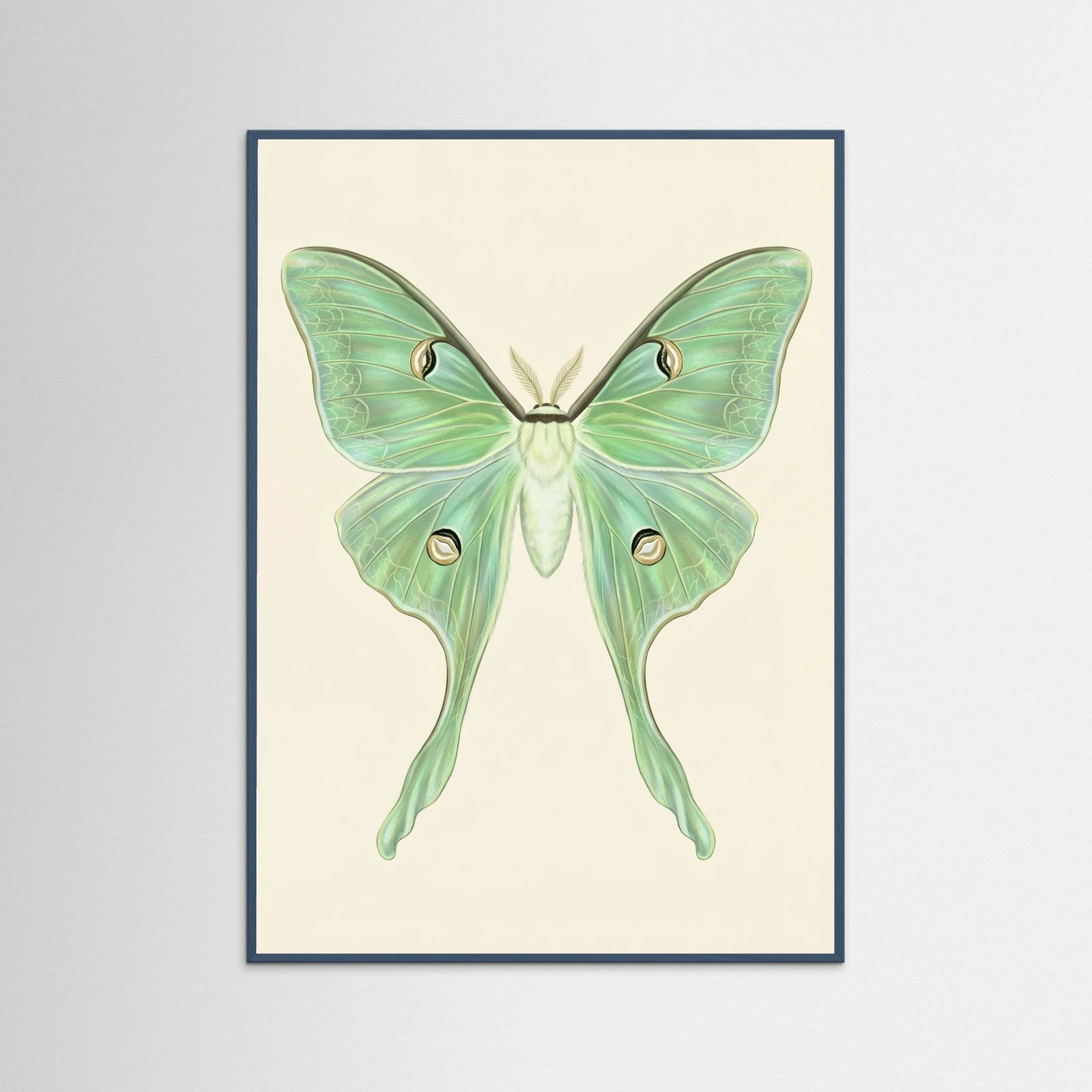 Teal Wood Silk Moth Specimen