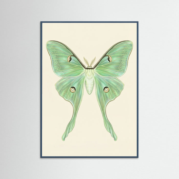 Teal Wood Silk Moth Specimen