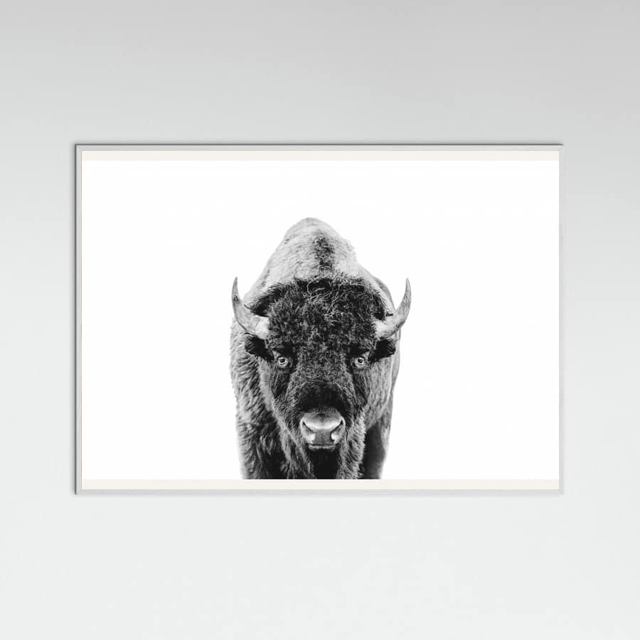 Póster Bison Bw – póster e impresión artística