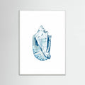 Blue Seashell On White Background No6 Poster – plakat og kunsttryk