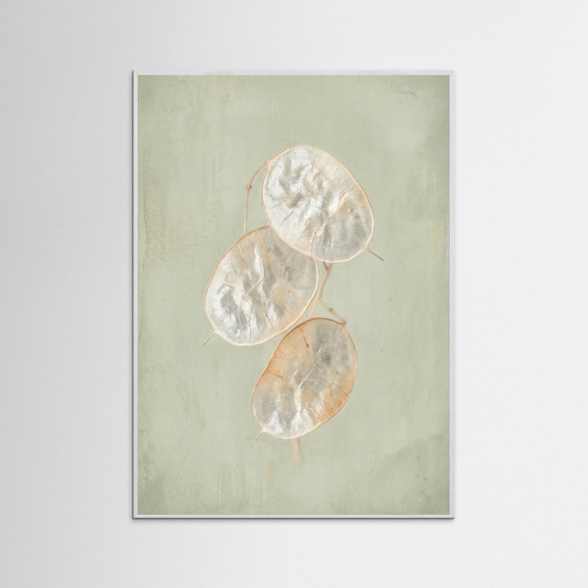 White Wood Blush Bloom