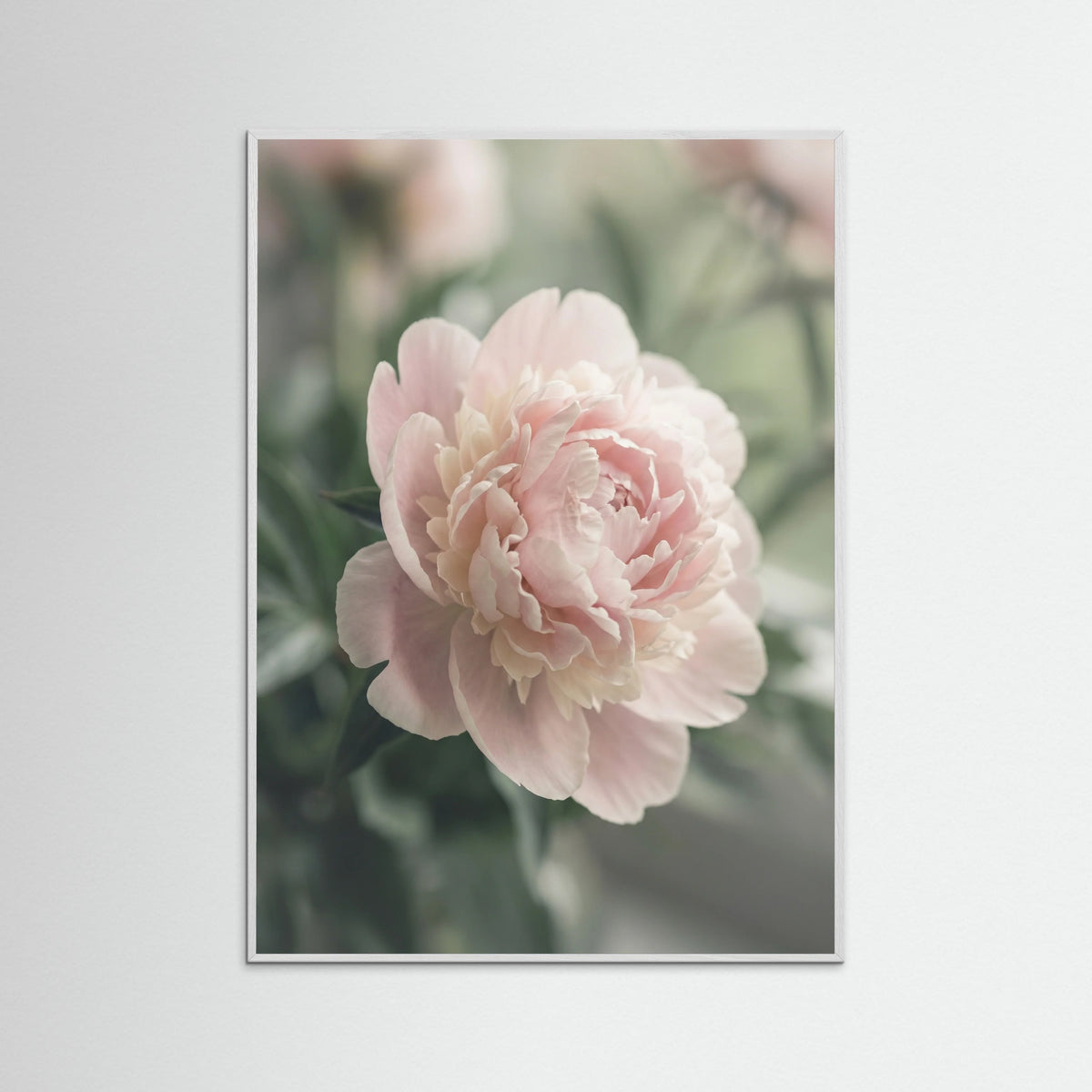 White Wood Blush Dahlia