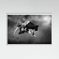 White Wood Bucking Calf Ride Poster