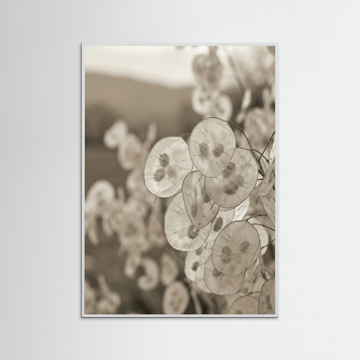 White Wood Coastal Fluff