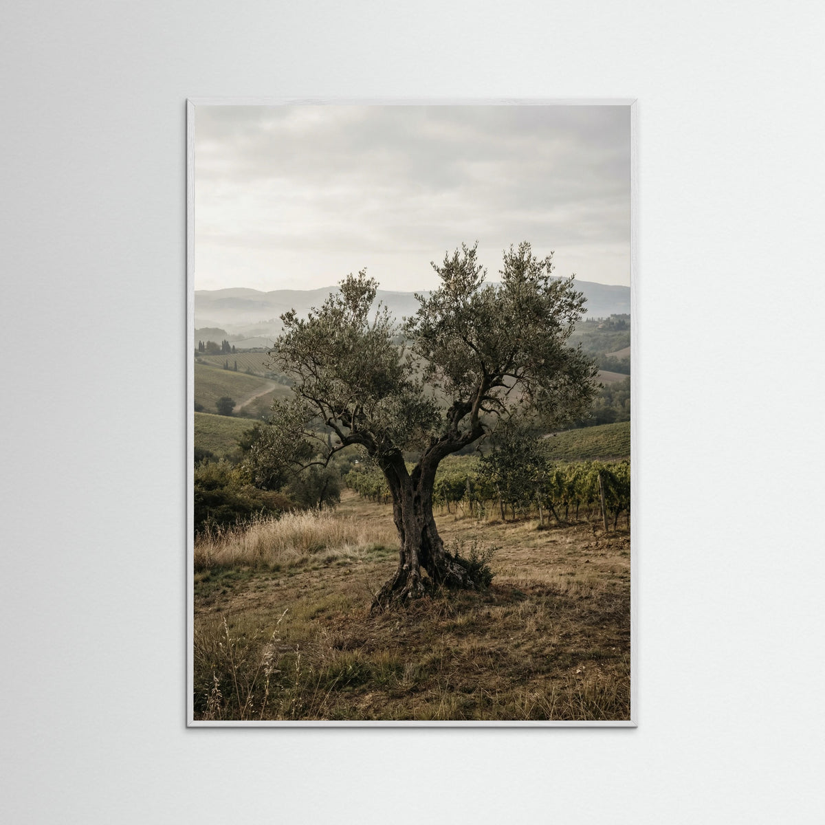 White Wood Cypress Path