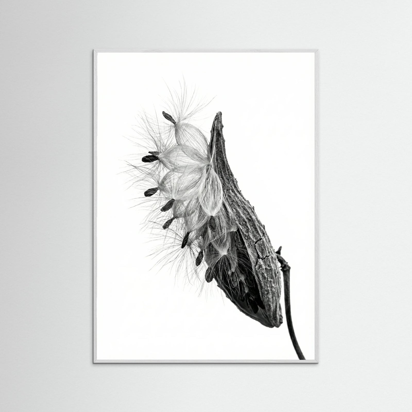 White Wood Dandelion Flight