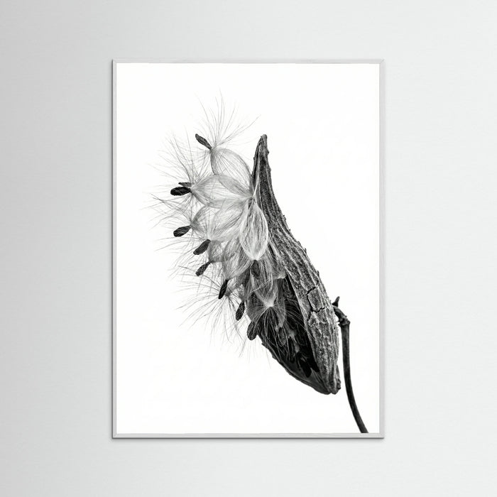 White Wood Dandelion Flight