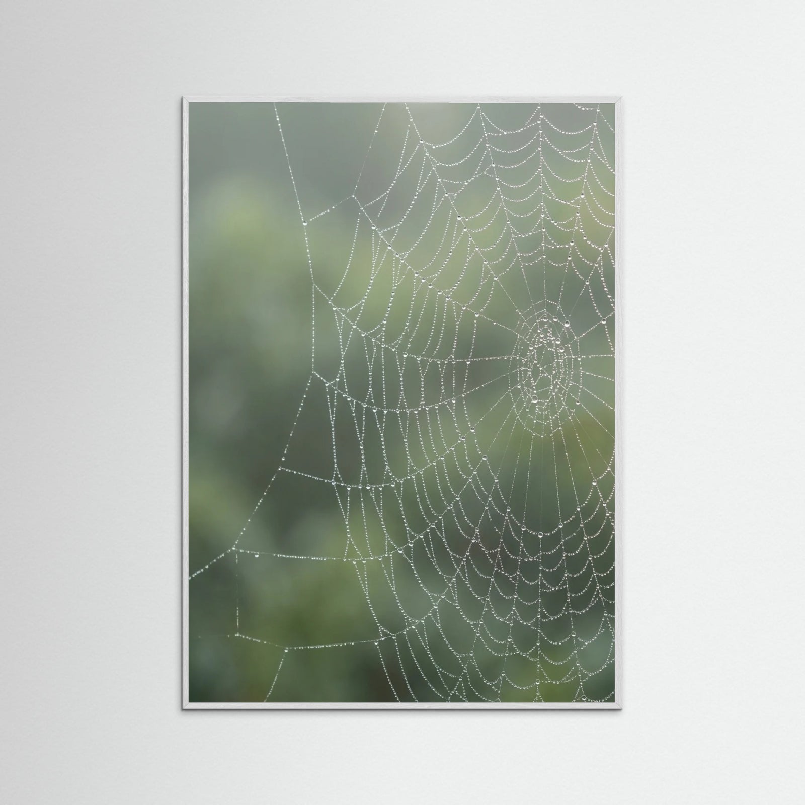 White Wood Dew Kissed