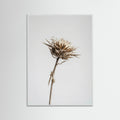 White Wood Dried Umbel Study