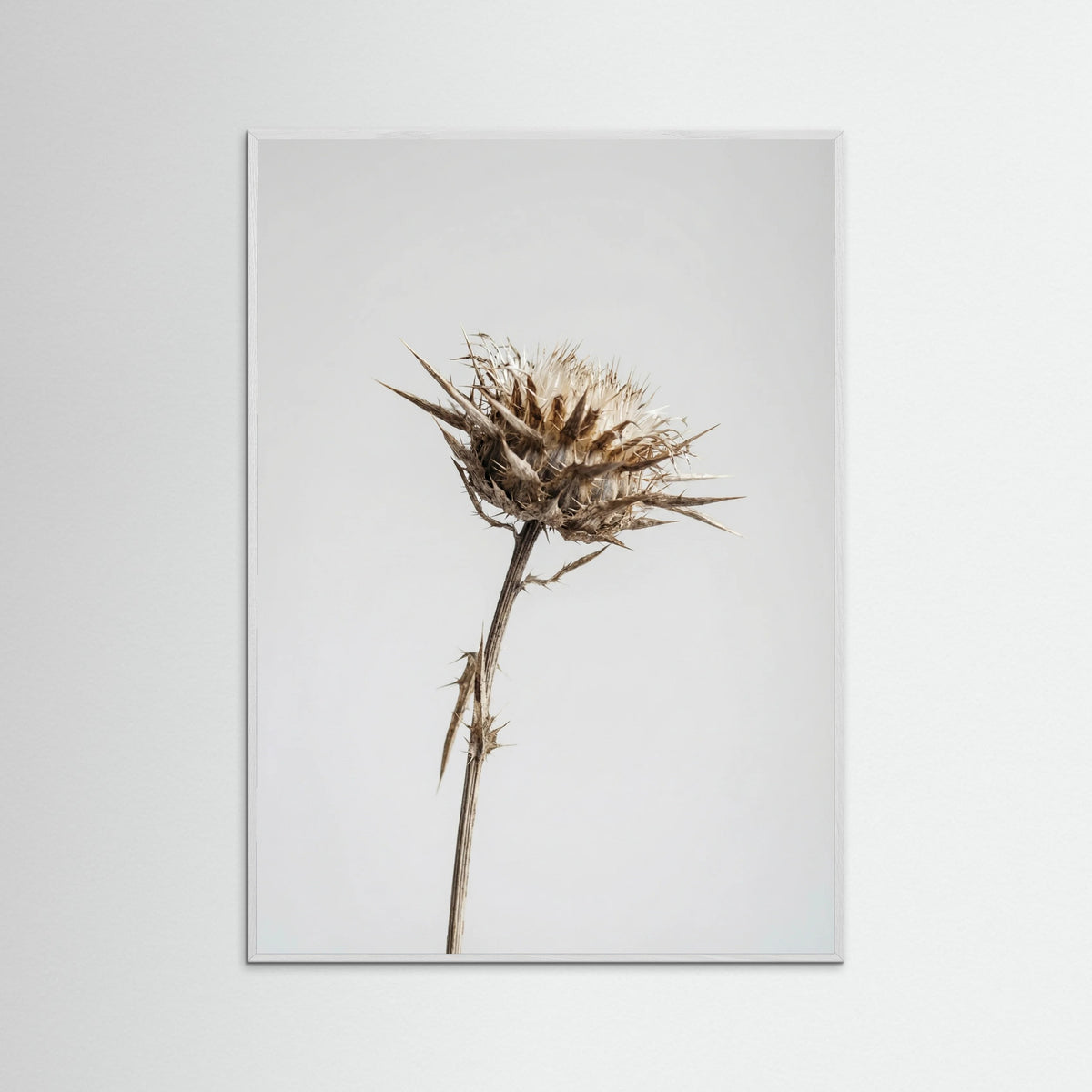 White Wood Dried Umbel Study