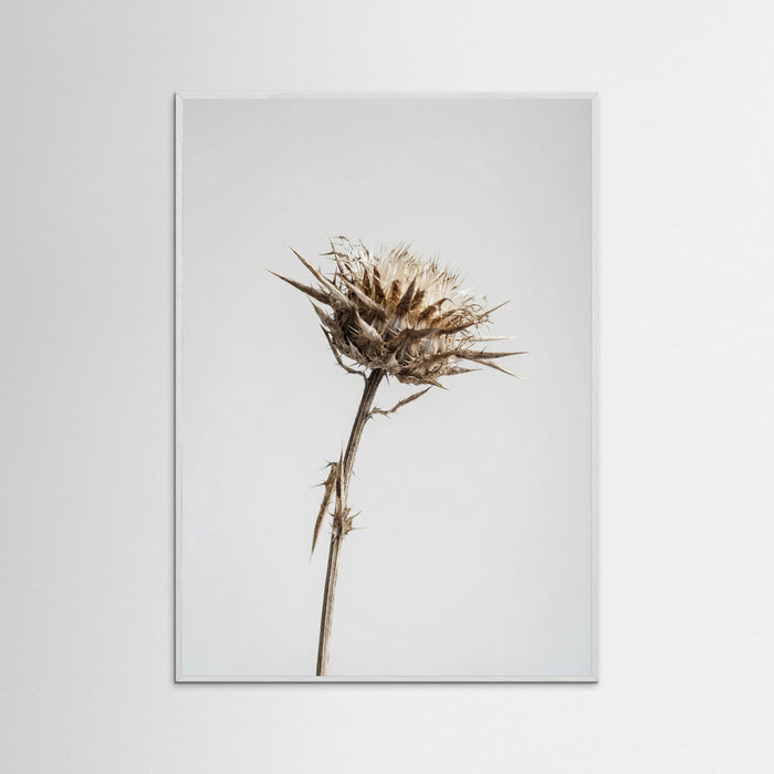 White Wood Dried Umbel Study