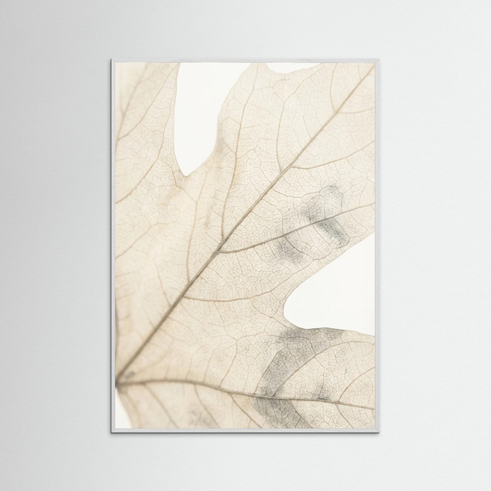 White Wood Faded Petals