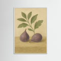 White Wood Fig study