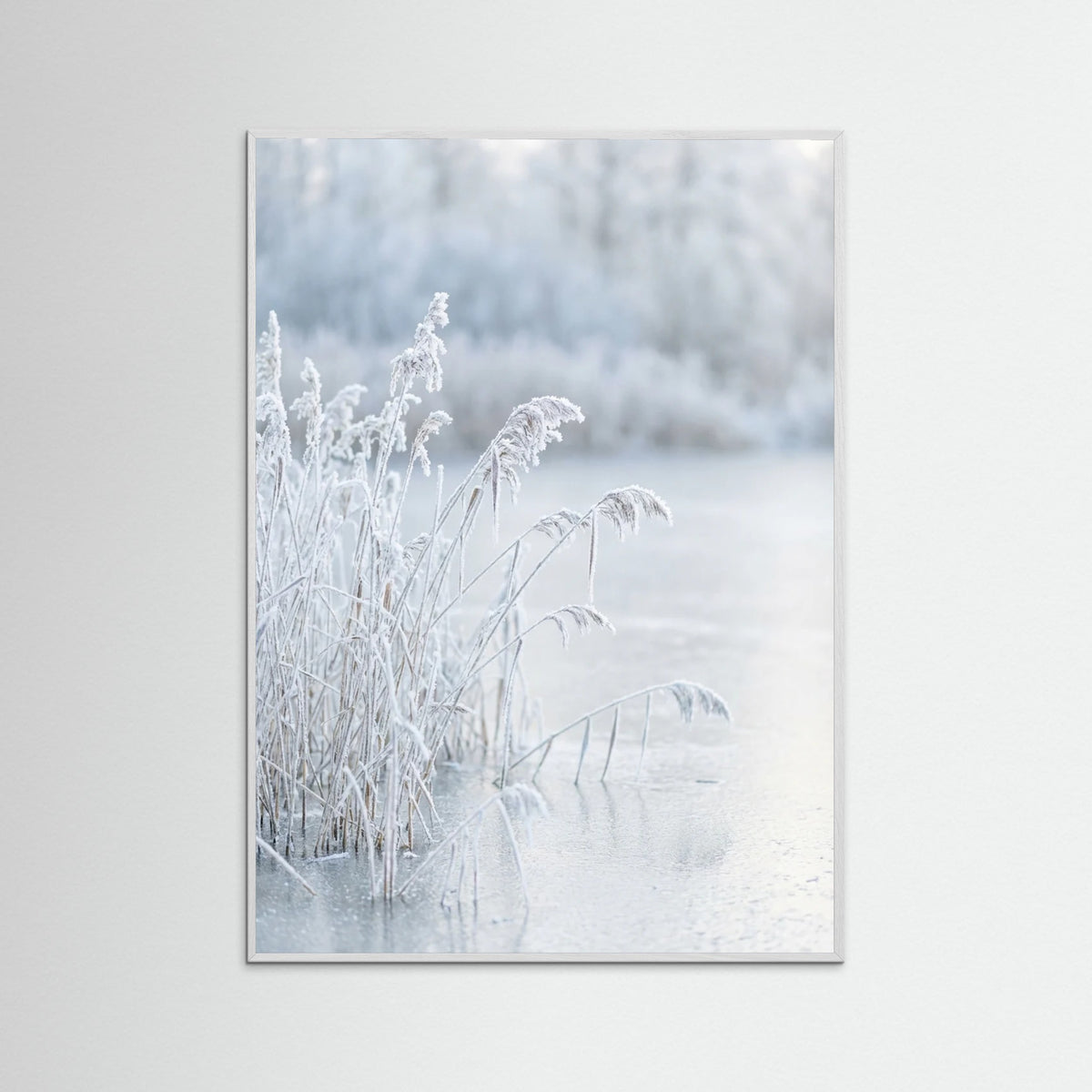 White Wood Frozen Reflections
