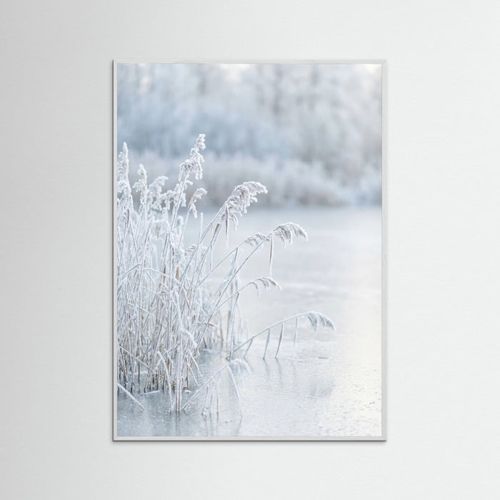 White Wood Frozen Reflections