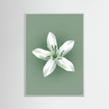 White Wood Green Coffee Serenity
