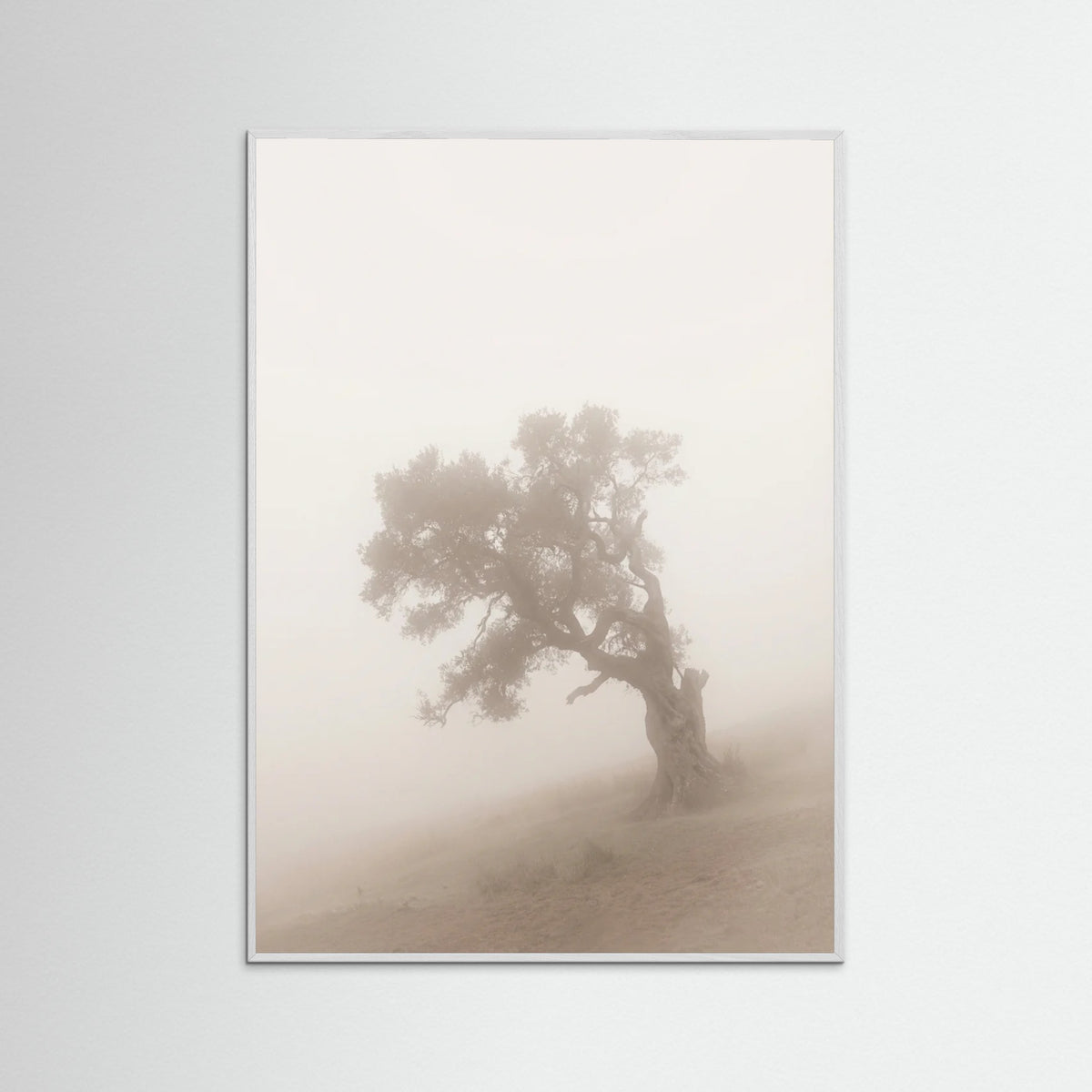 White Wood Misty Embrace