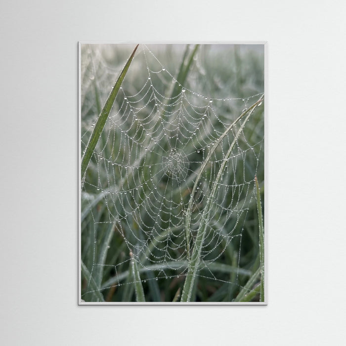 White Wood Morning Dew
