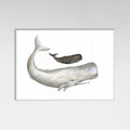 Poster Mother and Baby Sperm Whale – poster e stampa artistica