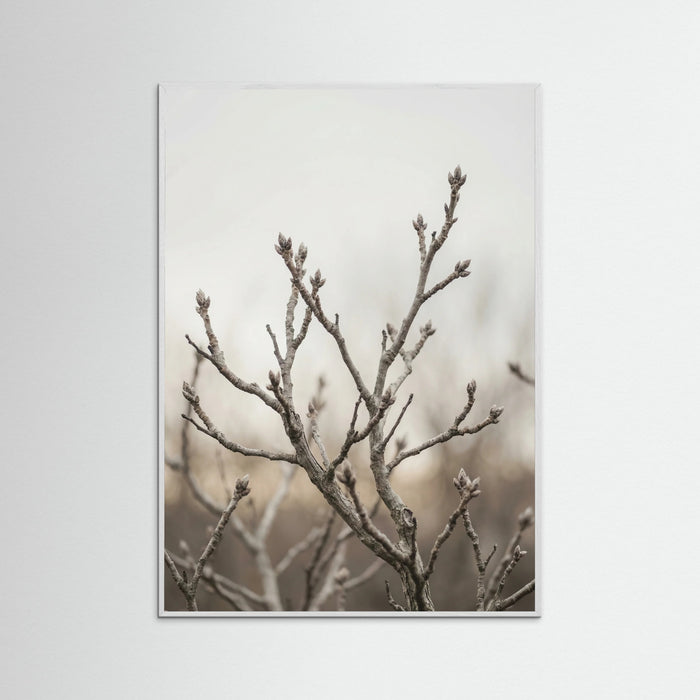 White Wood Muted Field
