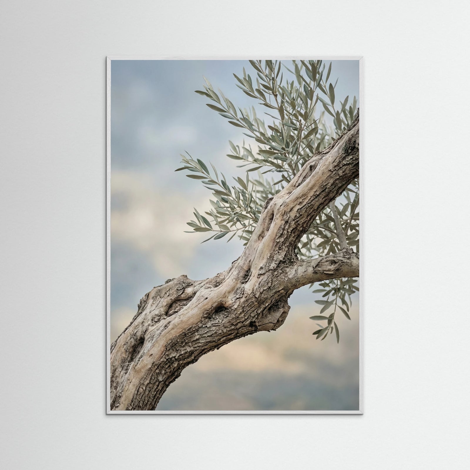 White Wood Olive Grove Path