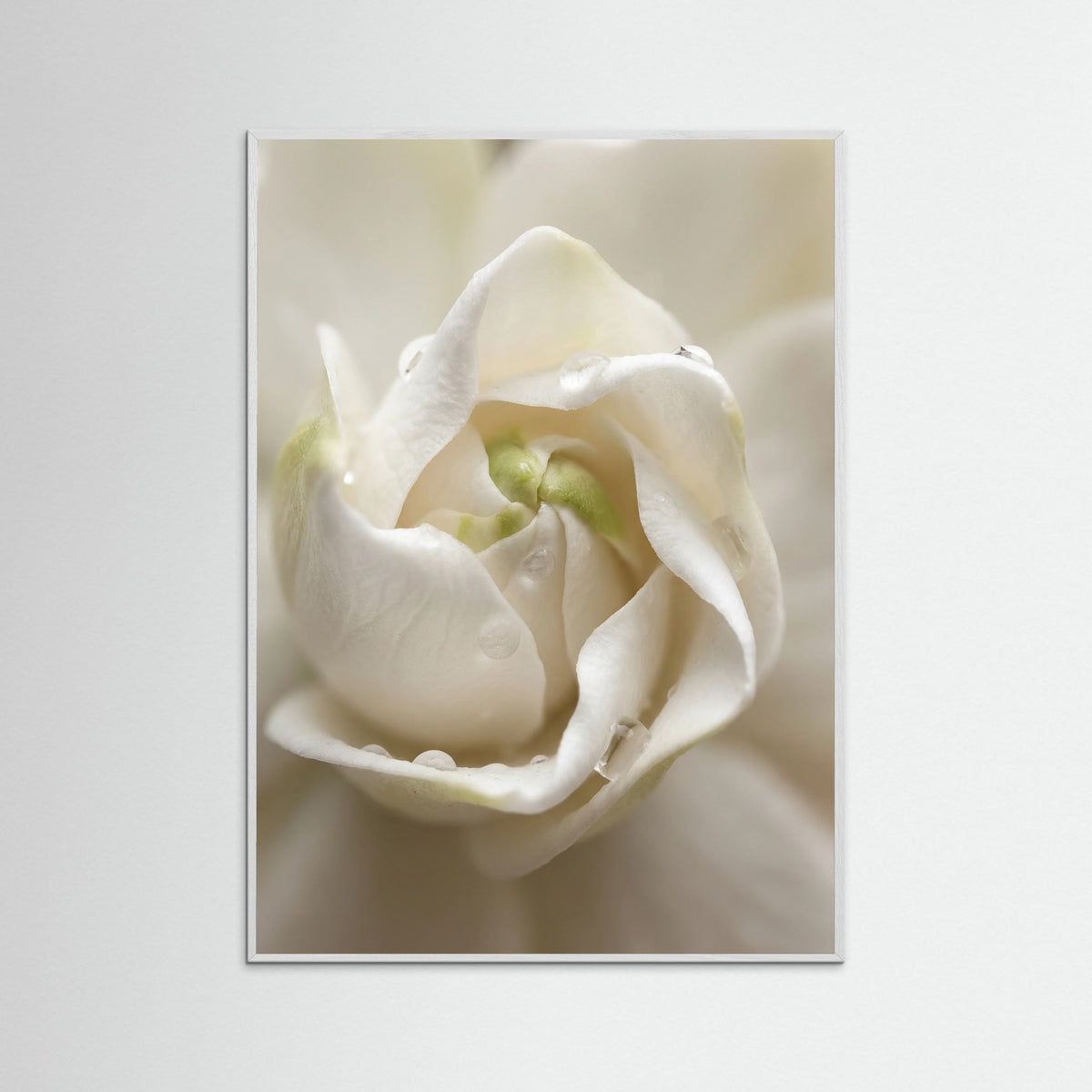 White Wood Quiet Bloom