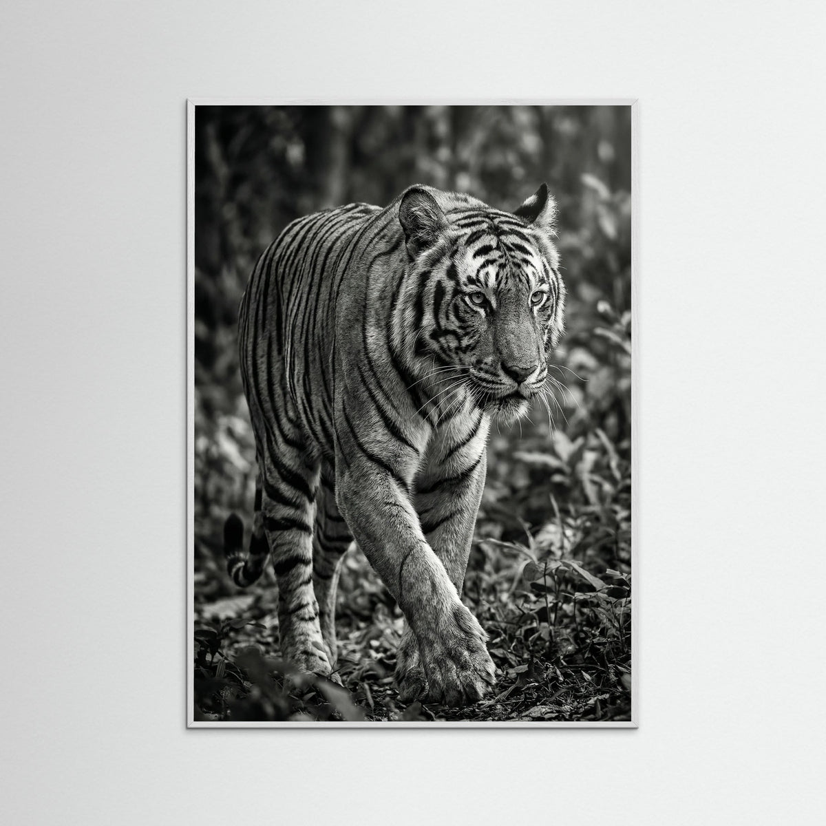 White Wood Regal Gaze