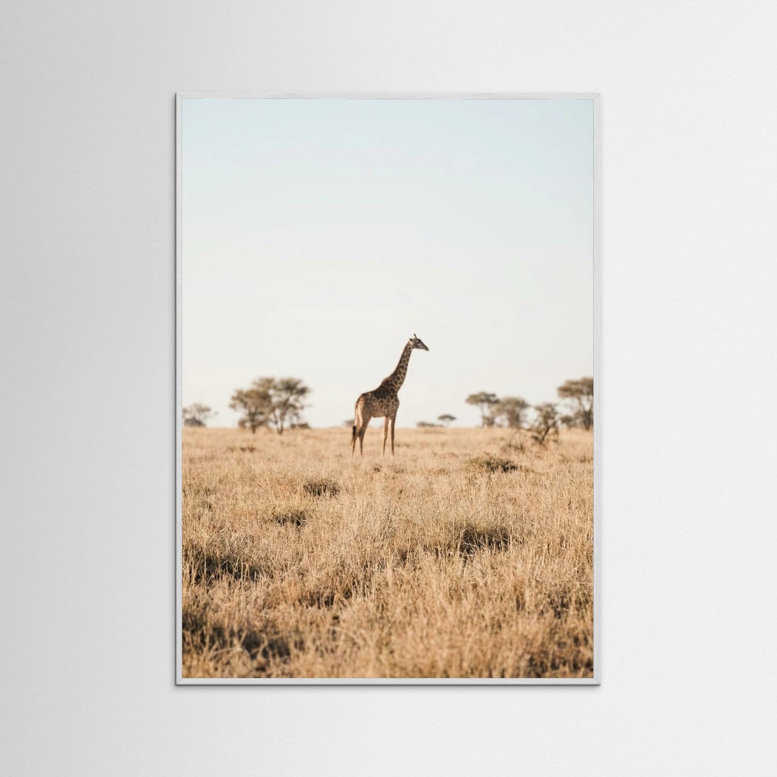 White Wood Savannah Solitude