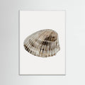 Poster Seashell – poster e stampa artistica