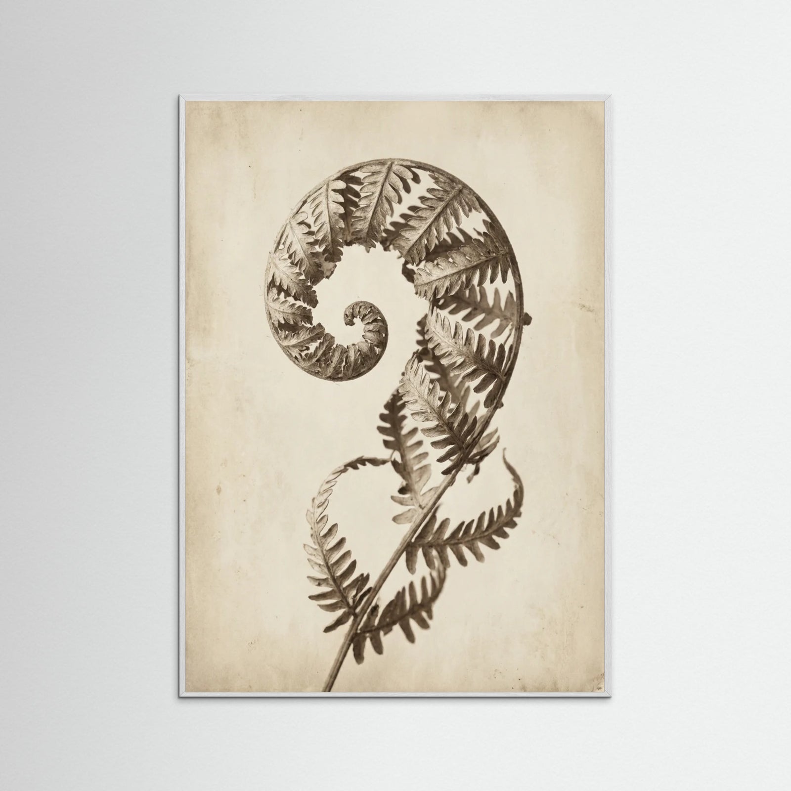 White Wood Seed Pod Study