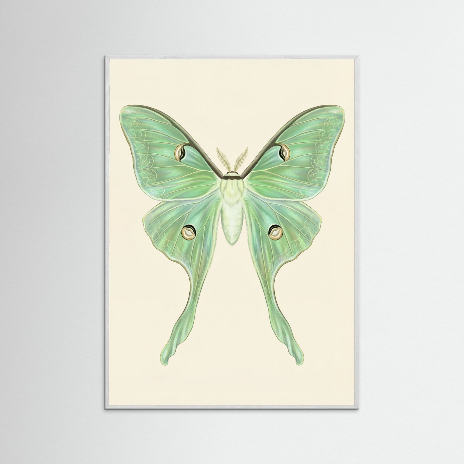 White Wood Silk Moth Specimen