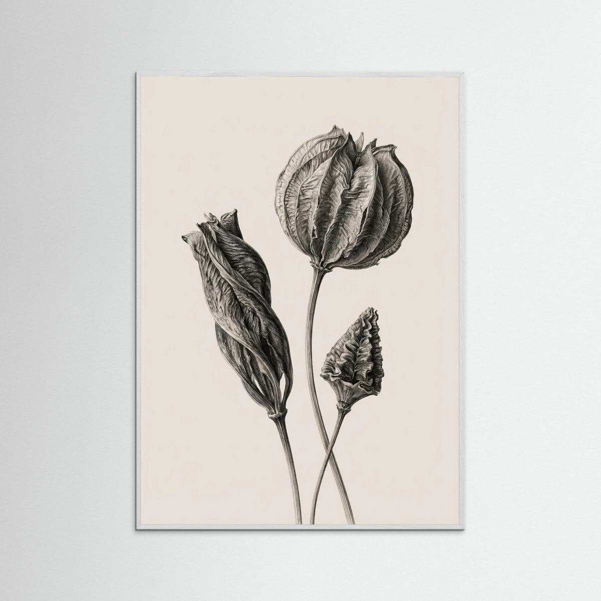 White Wood Solitary Bloom