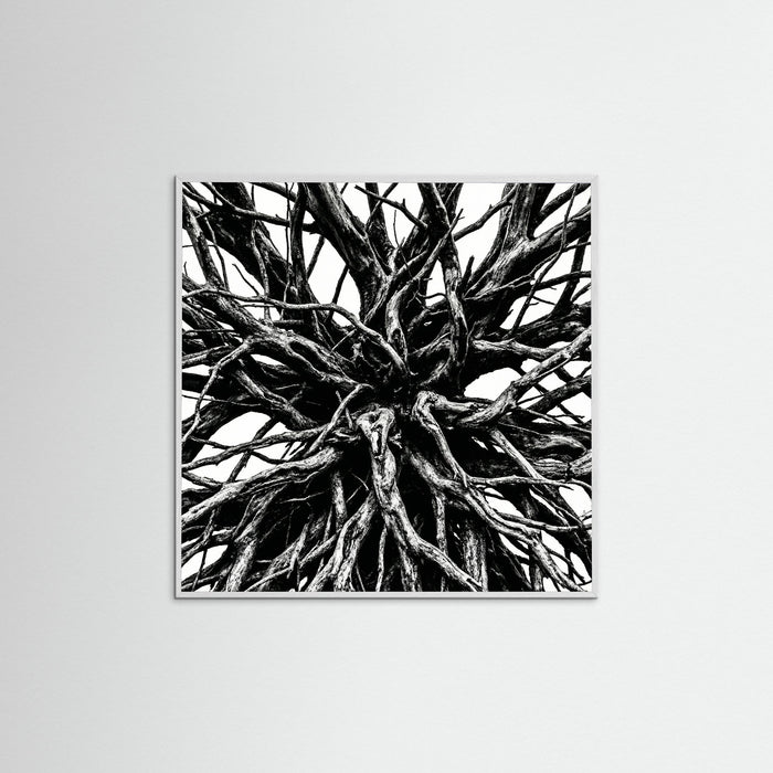 White Wood Square Dense Thicket