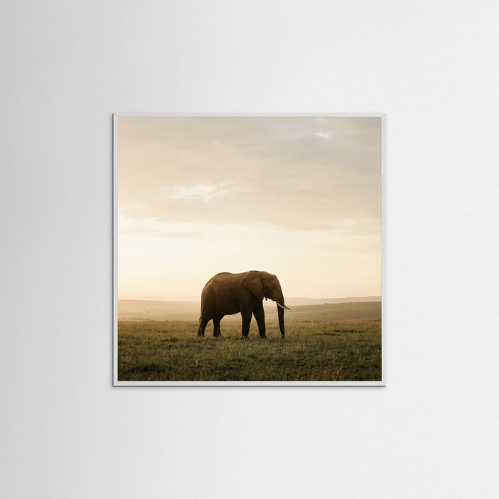 White Wood Square Golden Savannah Solitude