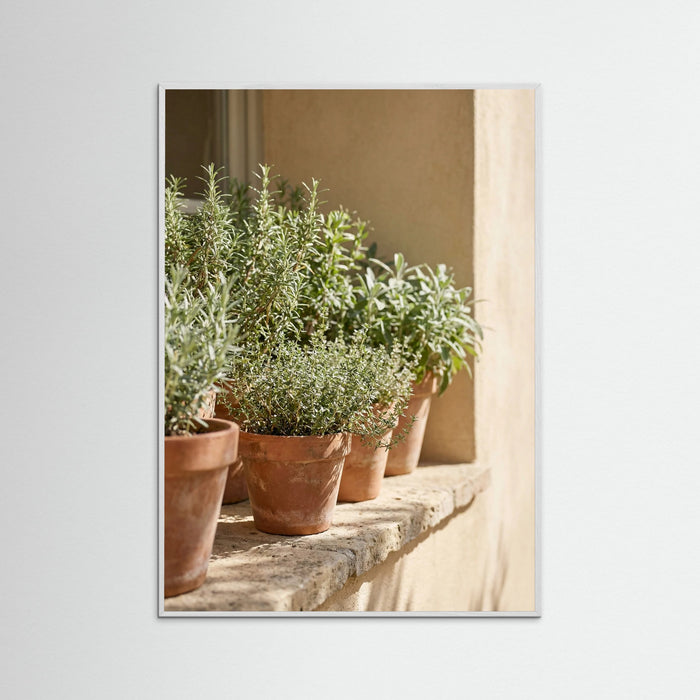 White Wood Sunlit Olive