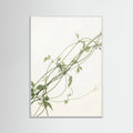 White Wood Verdant Calm