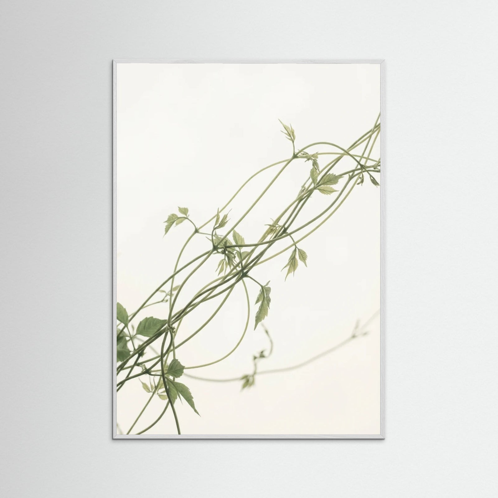 White Wood Verdant Calm